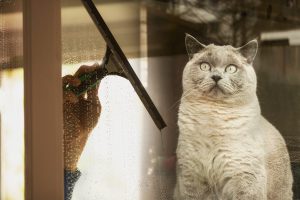 Glass cleaning - housework
