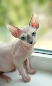 sphinx kitten